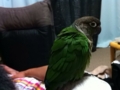 [Conure][ウロコインコ]