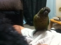 [Conure][ウロコインコ]