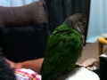 [Conure][ウロコインコ]