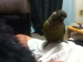 [Conure][ウロコインコ]
