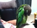 [Conure][ウロコインコ]