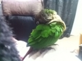 [Conure][ウロコインコ]