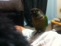 [Conure][ウロコインコ]