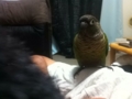 [Conure][ウロコインコ]