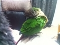 [Conure][ウロコインコ]