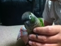 [Conure][ウロコインコ]