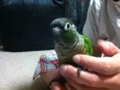 [Conure][ウロコインコ]