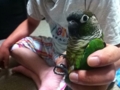 [Conure][ウロコインコ]