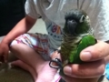 [Conure][ウロコインコ]