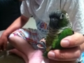 [Conure][ウロコインコ]