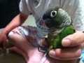 [Conure][ウロコインコ]