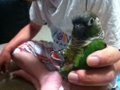 [Conure][ウロコインコ]