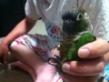 [Conure][ウロコインコ]
