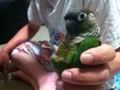 [Conure][ウロコインコ]