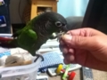 [Conure][ウロコインコ]