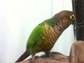 [Conure][ウロコインコ]