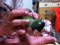 [Conure][ウロコインコ]