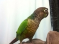 [Conure][ウロコインコ]
