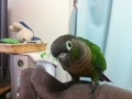 [Conure][ウロコインコ]