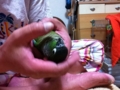 [Conure][ウロコインコ]