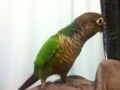 [Conure][ウロコインコ]