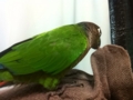 [Conure][ウロコインコ]