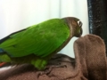 [Conure][ウロコインコ]