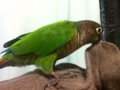 [Conure][ウロコインコ]