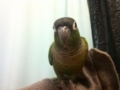 [Conure][ウロコインコ]