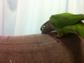 [Conure][ウロコインコ]