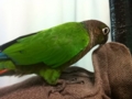 [Conure][ウロコインコ]