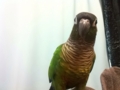 [Conure][ウロコインコ]