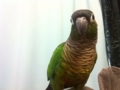 [Conure][ウロコインコ]