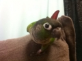 [Conure][ウロコインコ]