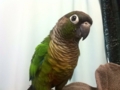 [Conure][ウロコインコ]