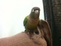 [Conure][ウロコインコ]