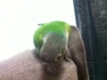 [Conure][ウロコインコ]