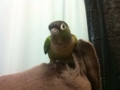 [Conure][ウロコインコ]