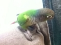 [Conure][ウロコインコ]