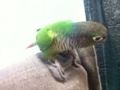[Conure][ウロコインコ]