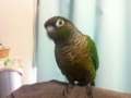 [Conure][ウロコインコ]