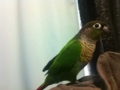 [Conure][ウロコインコ]