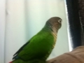 [Conure][ウロコインコ]