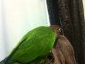 [Conure][ウロコインコ]