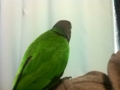 [Conure][ウロコインコ]