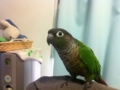 [Conure][ウロコインコ]