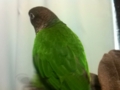 [Conure][ウロコインコ]