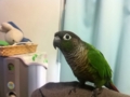 [Conure][ウロコインコ]