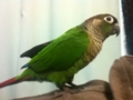 [Conure][ウロコインコ]