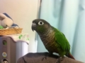 [Conure][ウロコインコ]